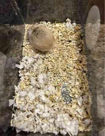 Roborovski naaras Hämeenlinna