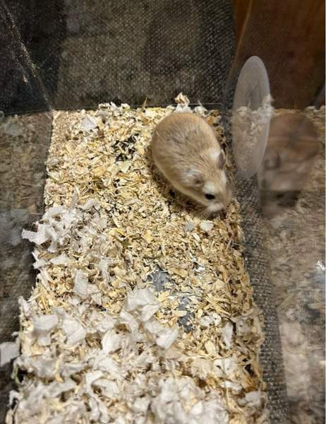 Roborovski naaras Haemeenlinna – foto 1