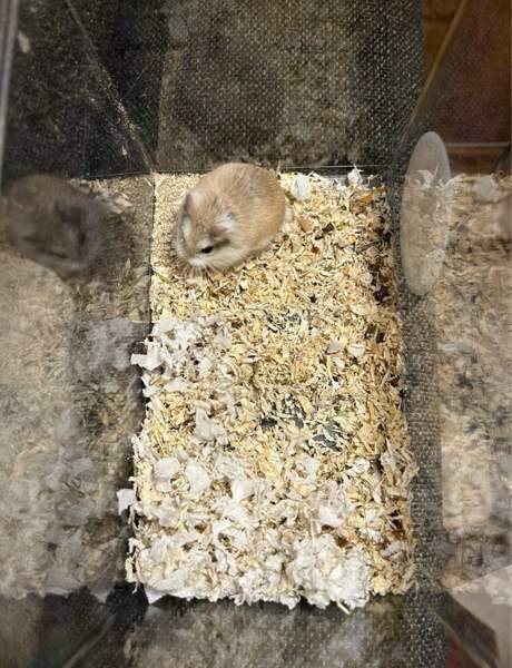 Roborovski naaras Haemeenlinna – foto 2