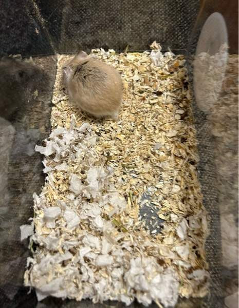 Roborovski naaras Haemeenlinna – foto 4