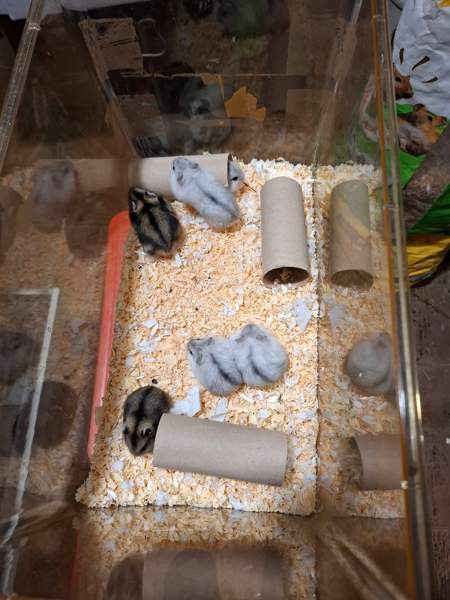 Kääpiöhamsteri talvikon poikasia Tuusula - valokuva 1