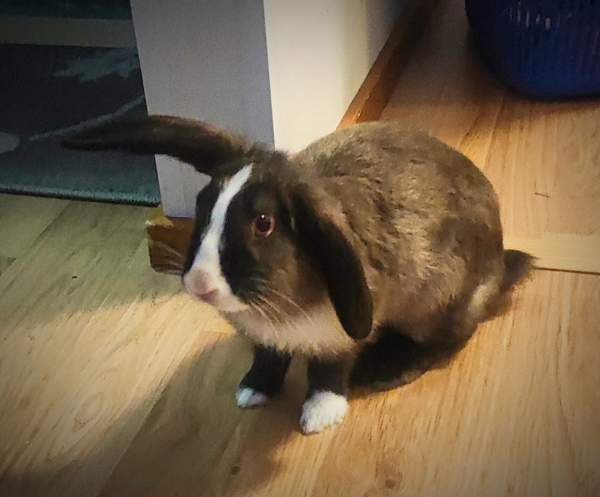 Mix-tyttö Kerava - photo 1