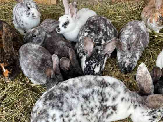 Sosiaalisia kaneja Loppi