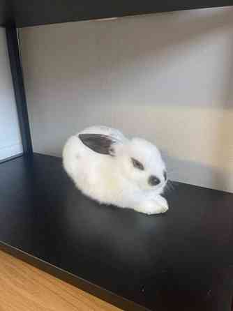 Myydään kani ja tarvikkeet Lahti