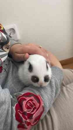 Myydään kani ja tarvikkeet Lahti