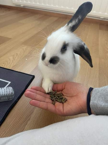 Myydään kani ja tarvikkeet Lahti - photo 3