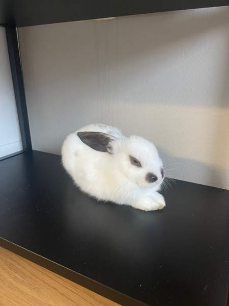 Myydään kani ja tarvikkeet Lahti - photo 5