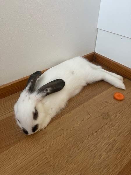 Myydään kani ja tarvikkeet Lahti - photo 2