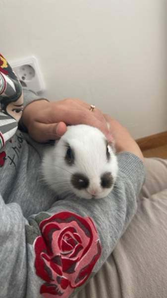 Myydään kani ja tarvikkeet Lahti - photo 4