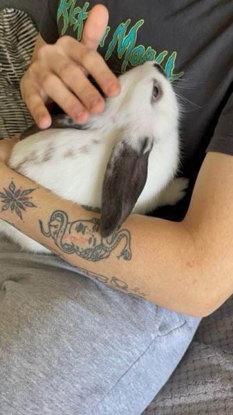 Myydään kani ja tarvikkeet Lahti - photo 1