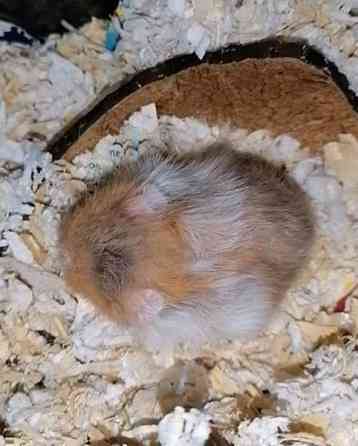 Syyrialaisen hamsterin poikasia Espoo