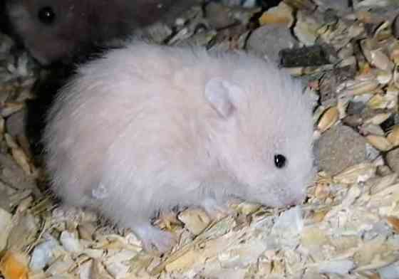 Syyrialaisen hamsterin poikasia Espoo