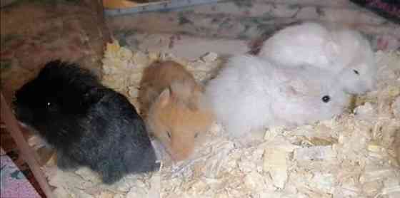 Syyrialaisen hamsterin poikasia Espoo