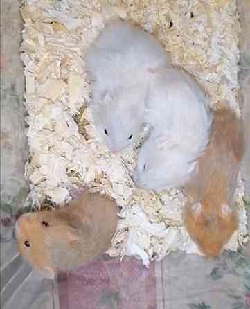 Syyrialaisen hamsterin poikasia Espoo