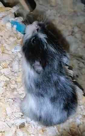 Syyrialaisen hamsterin poikasia Espoo