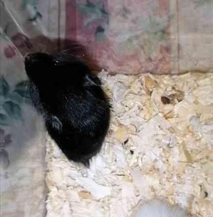 Syyrialaisen hamsterin poikasia Espoo