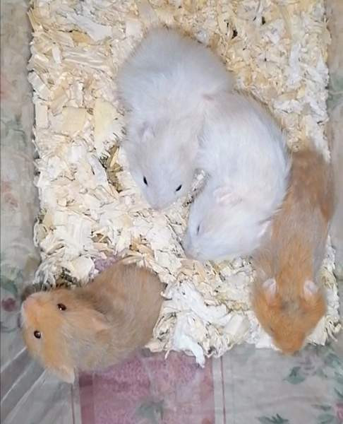 Syyrialaisen hamsterin poikasia Эспоо - изображение 5