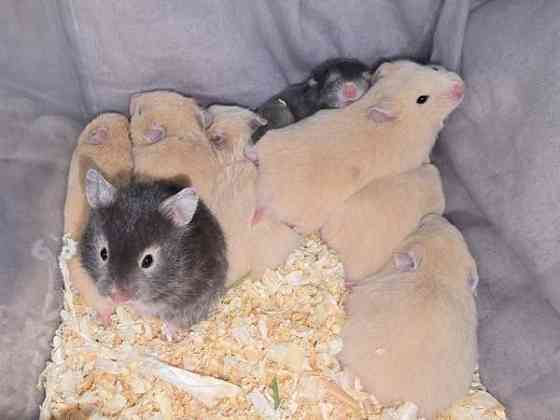 Hamsterinpoikasia Lahti