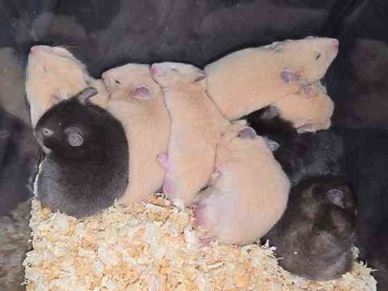 Hamsterinpoikasia Lahti