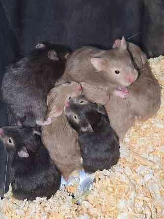 Hamsterinpoikasia Lahti