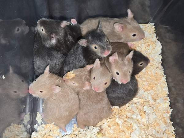 Hamsterinpoikasia Lahti – foto 1