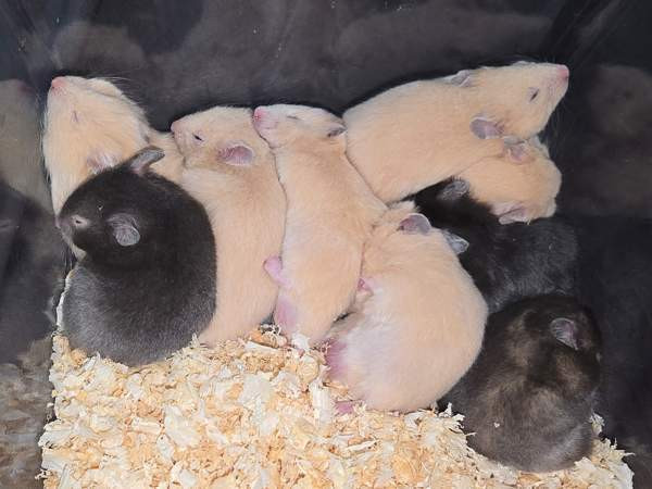 Hamsterinpoikasia Lahti – foto 2