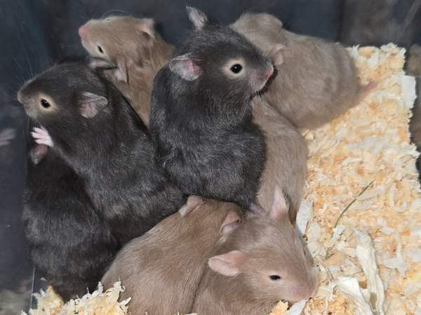 Hamsterinpoikasia Lahti – foto 5