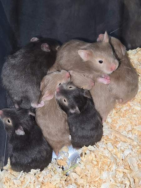 Hamsterinpoikasia Lahti – foto 4