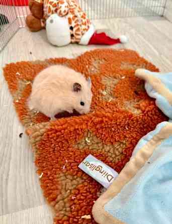 Hamstereita (syyrialaisia) Nurmijaervi