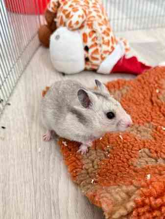 Hamstereita (syyrialaisia) Nurmijaervi