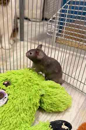 Hamstereita (syyrialaisia) Nurmijaervi