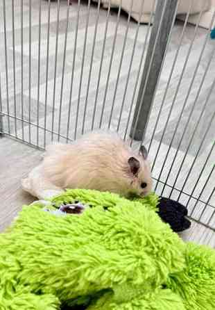 Hamstereita (syyrialaisia) Nurmijaervi