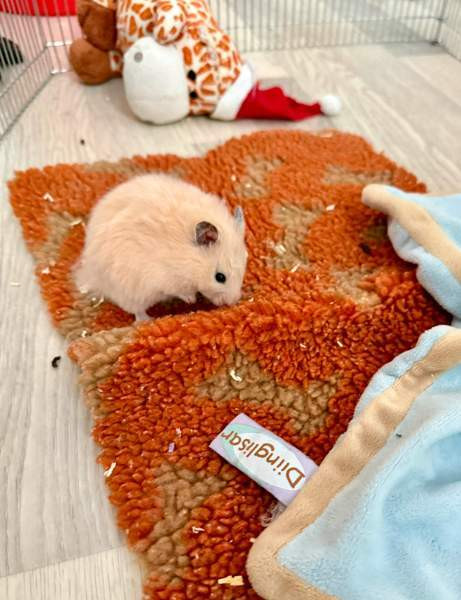 Hamstereita (syyrialaisia) Nurmijärvi - valokuva 1