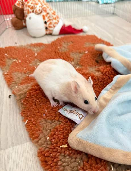 Hamstereita (syyrialaisia) Nurmijärvi - valokuva 3