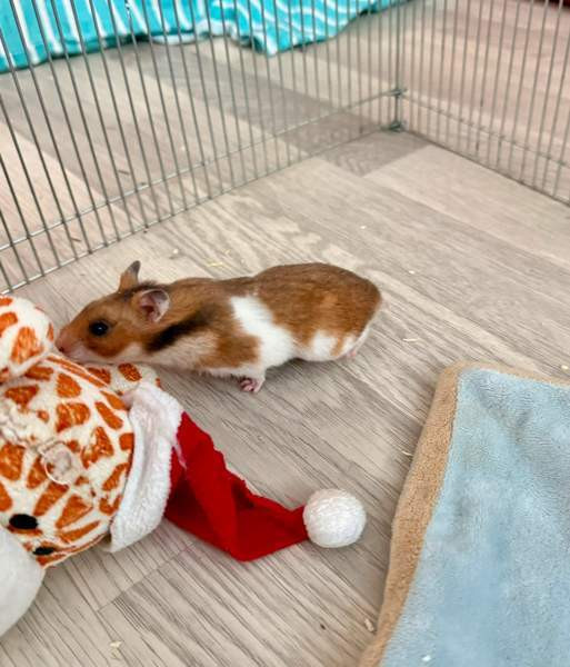 Hamstereita (syyrialaisia) Nurmijärvi - valokuva 5