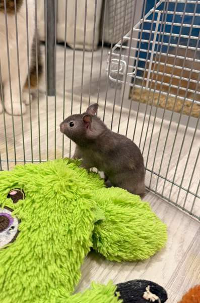 Hamstereita (syyrialaisia) Nurmijärvi - valokuva 6