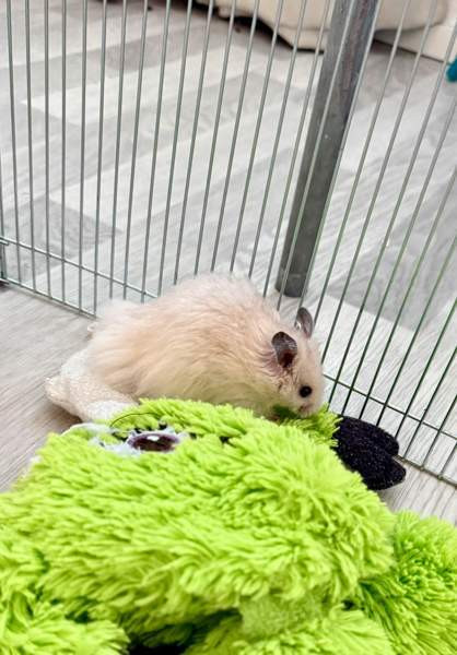 Hamstereita (syyrialaisia) Nurmijärvi - valokuva 2