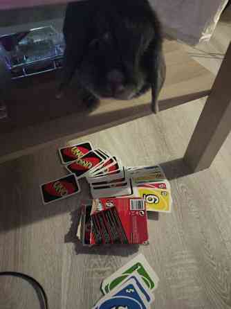 6-vuotias kääpiöluppa Iisalmi