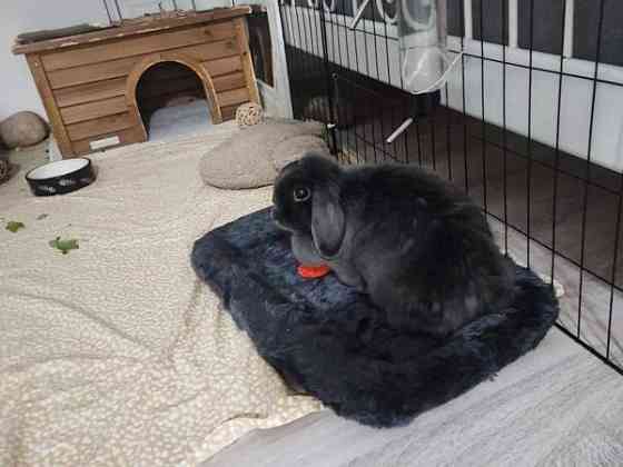 6-vuotias kääpiöluppa Iisalmi