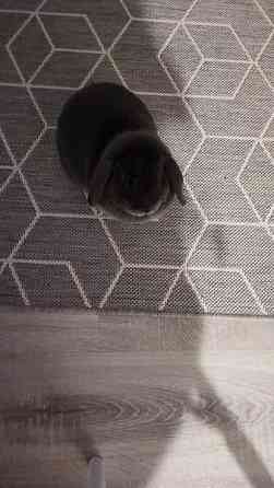 6-vuotias kääpiöluppa Iisalmi