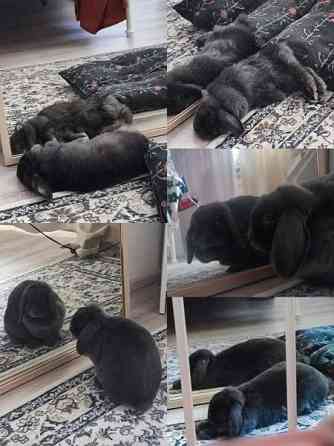 6-vuotias kääpiöluppa Iisalmi