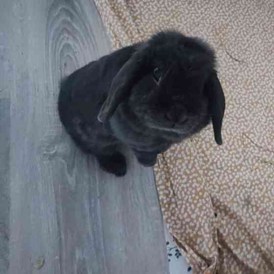 6-vuotias kääpiöluppa Iisalmi