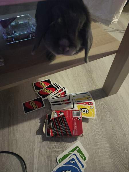 6-vuotias kääpiöluppa Iisalmi - valokuva 5