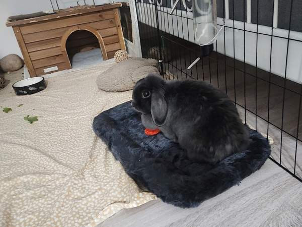 6-vuotias kääpiöluppa Iisalmi - valokuva 6