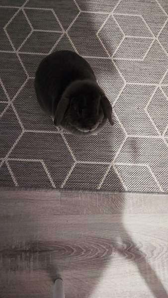 6-vuotias kääpiöluppa Iisalmi - valokuva 4