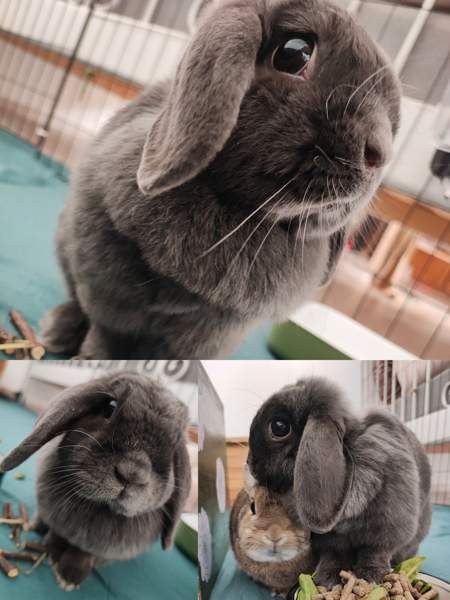 6-vuotias kääpiöluppa Iisalmi - valokuva 1