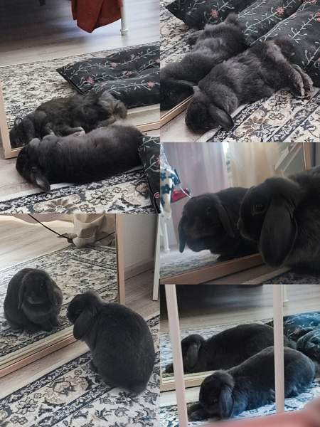 6-vuotias kääpiöluppa Iisalmi - valokuva 3