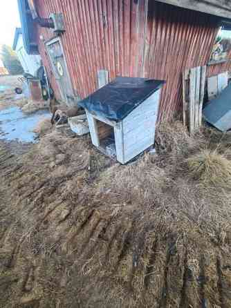 Koirankoppi Tyrnävä