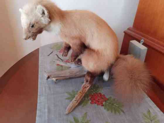 Täytetty näätä Raahe