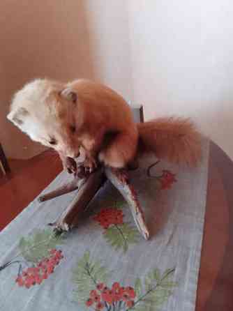 Täytetty näätä Raahe